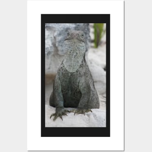 Iguana Posters and Art